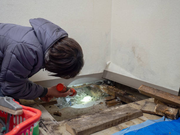 East Camden, SC Mold Removal Pros
