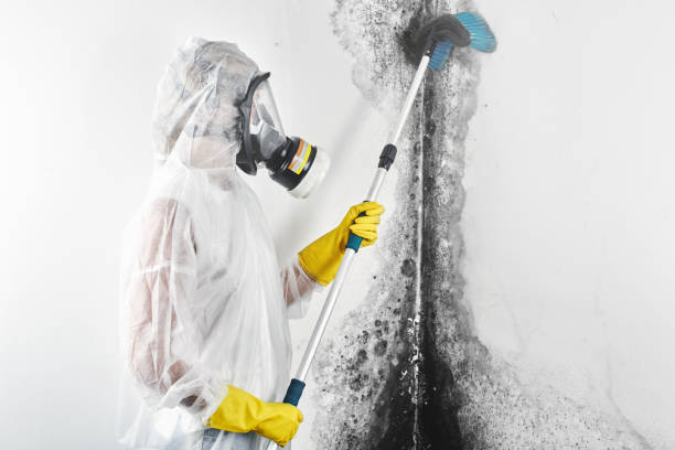 Best Mold-Related Health Consultation  in East Camden, SC