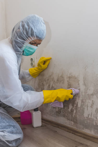 Best Mold Remediation for Healthcare Facilities  in East Camden, SC