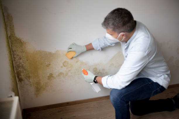 Best Air Quality Testing for Mold Spores  in East Camden, SC