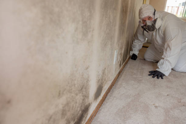 Best Mold Removal for HVAC Installations  in East Camden, SC